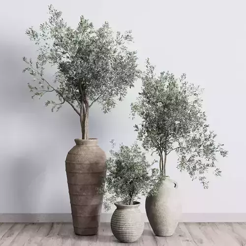 Olive tree in an old earthenware vase indoor collection 278