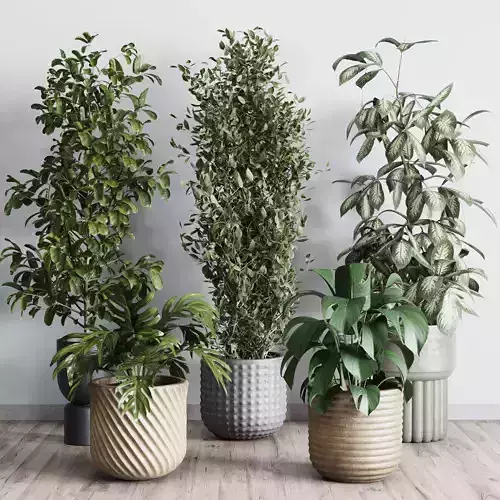 Collection indoor plant 277 pot concrete dirt vase