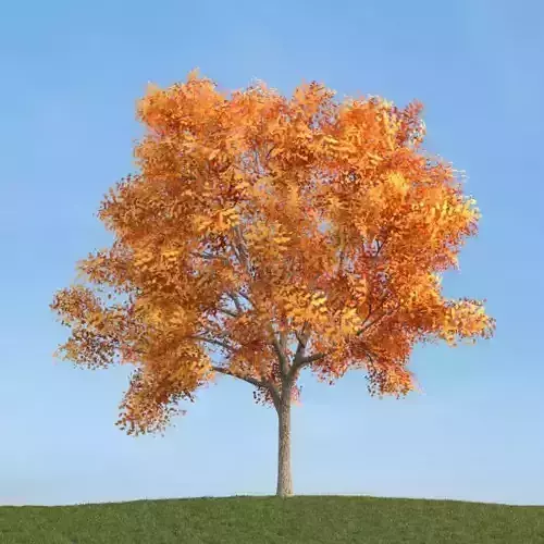 Mature Ash Tree On Hillside