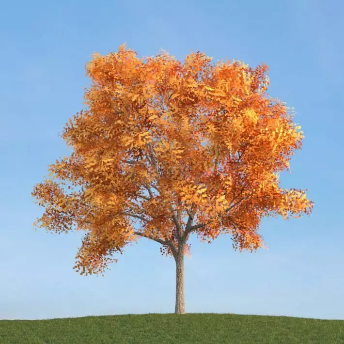 Mature Ash Tree On Hillside 3D model_0