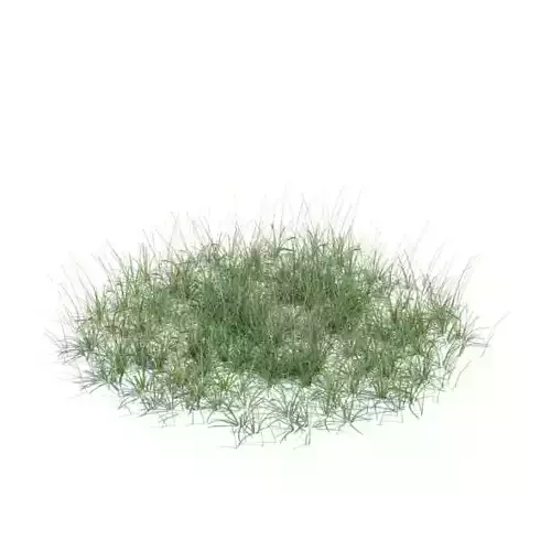 Green Plant Grass
