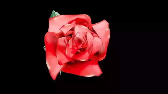 Rose Flower 