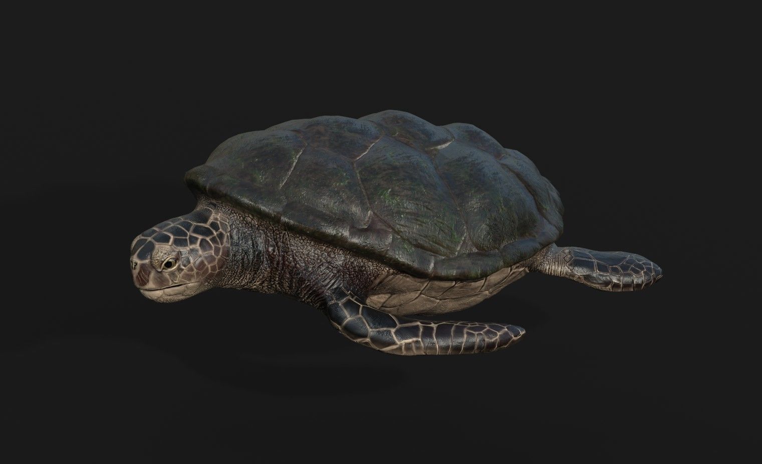Sea Turtle Game Asset Low-poly 3D model_1