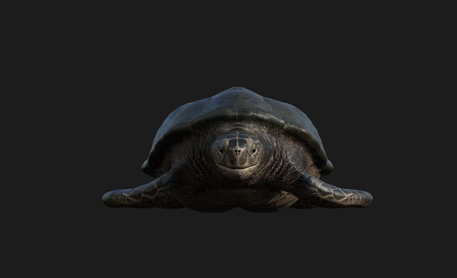Sea Turtle Game Asset Low-poly 3D model_2