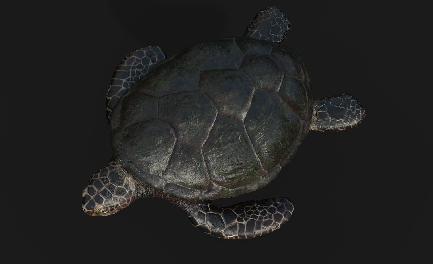 Sea Turtle Game Asset Low-poly 3D model_3