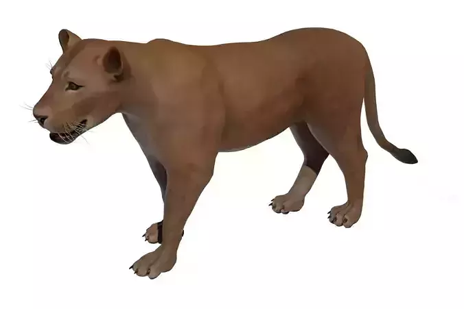 Lioness  Low-poly 3D model