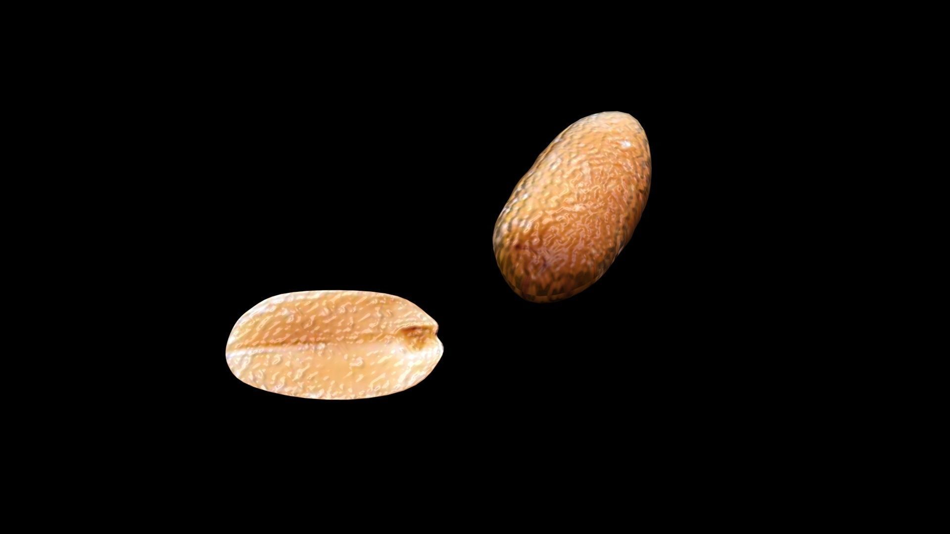 Peanut 3D model_10