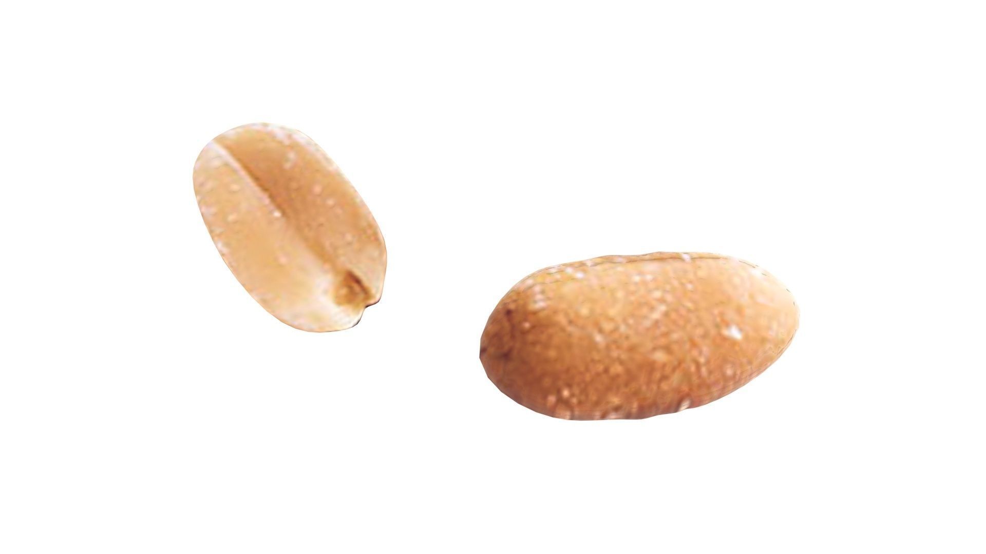 Peanut 3D model_12