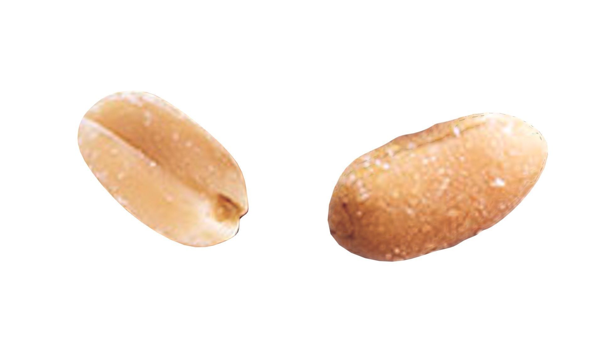 Peanut 3D model_16