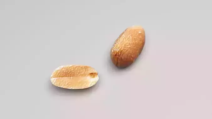 Peanut 3D model