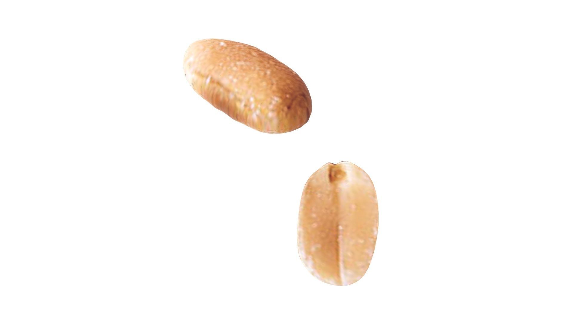 Peanut 3D model_14