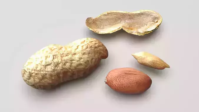 Peanuts 3D model