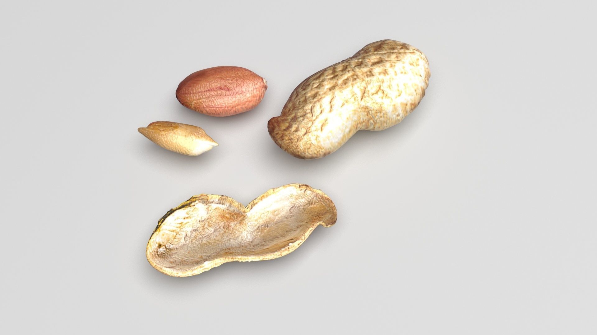 Peanuts 3D model_2