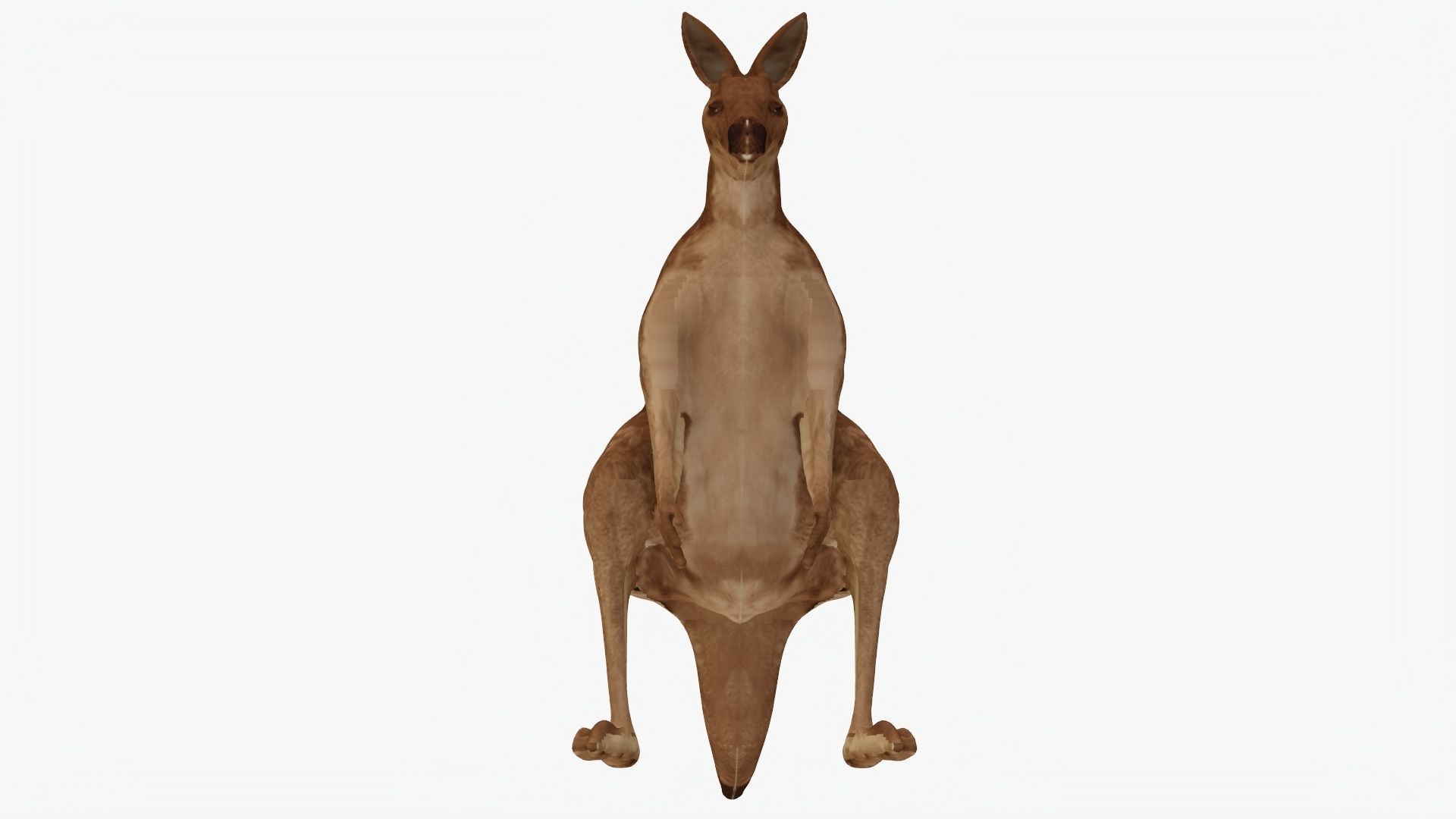 Low poly Kangaroo Low-poly 3D model_1