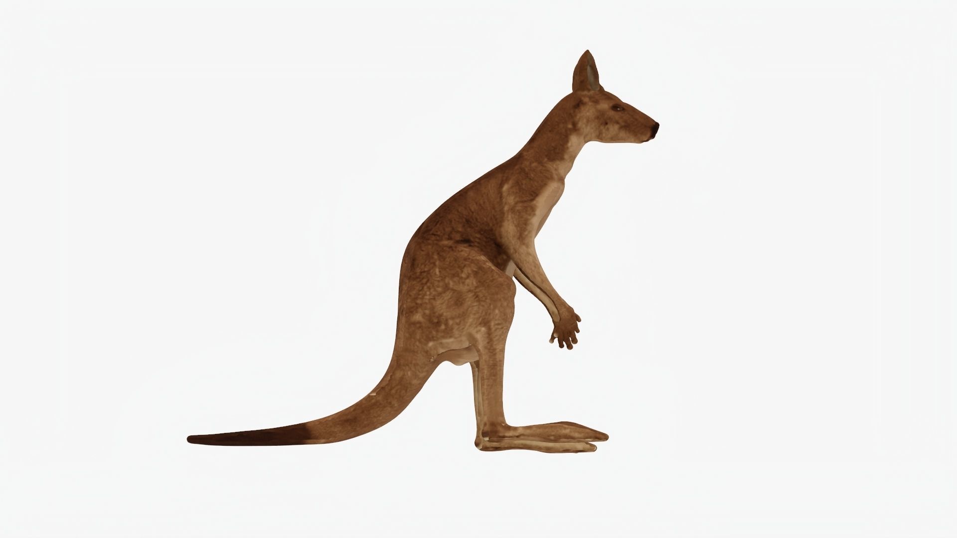 Low poly Kangaroo Low-poly 3D model_4