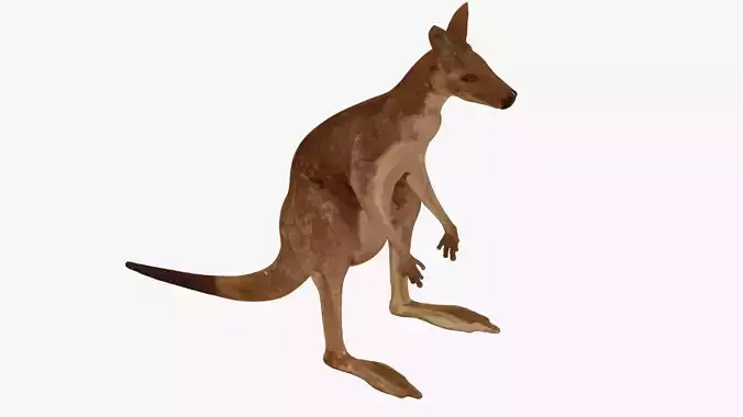 Low poly Kangaroo