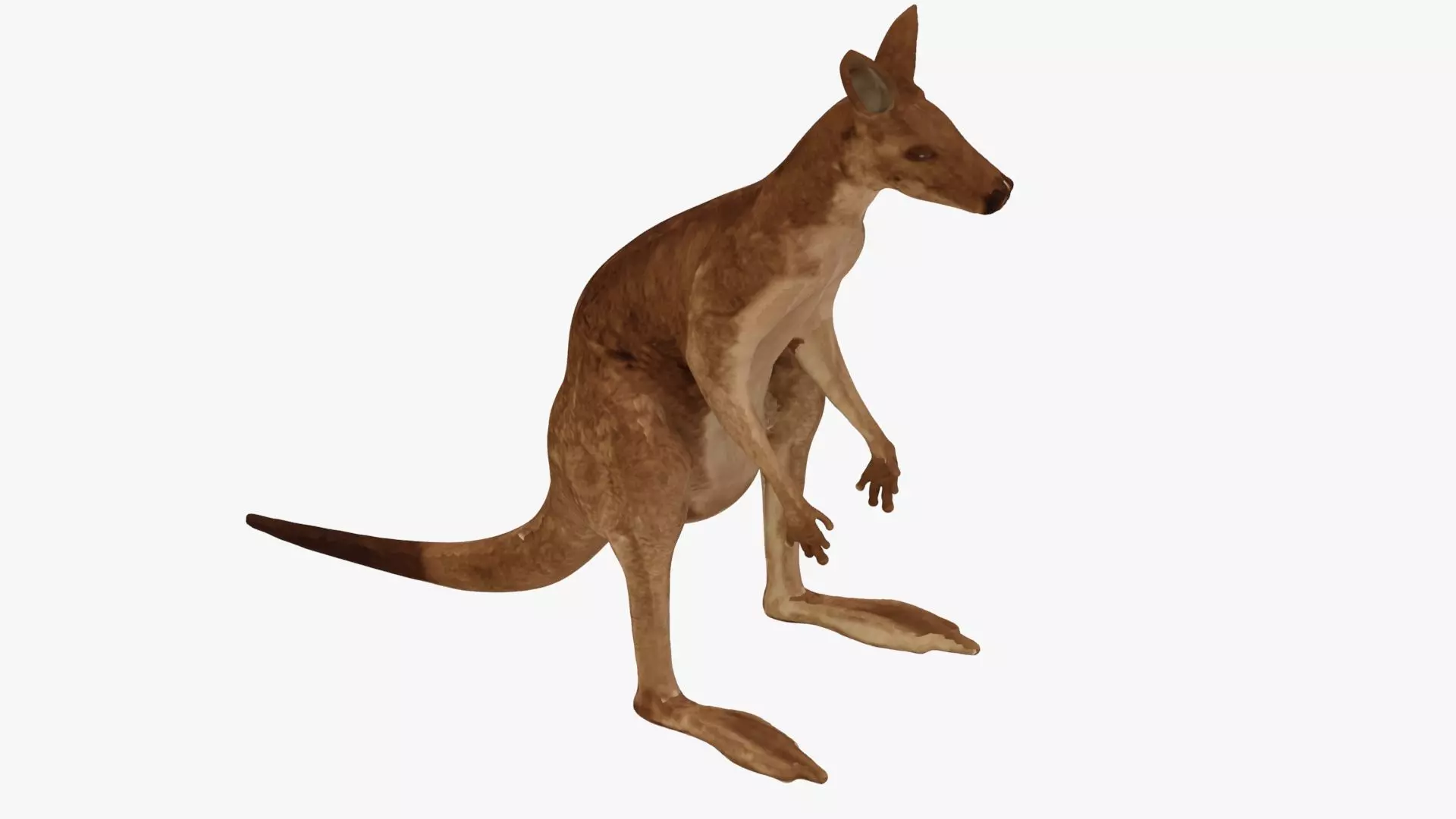 Low poly Kangaroo Low-poly 3D model_0