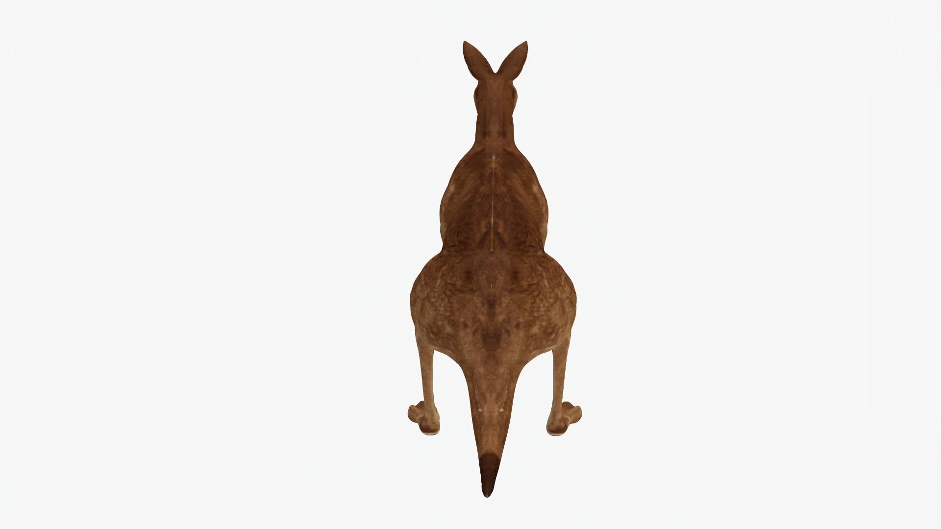 Low poly Kangaroo Low-poly 3D model_3