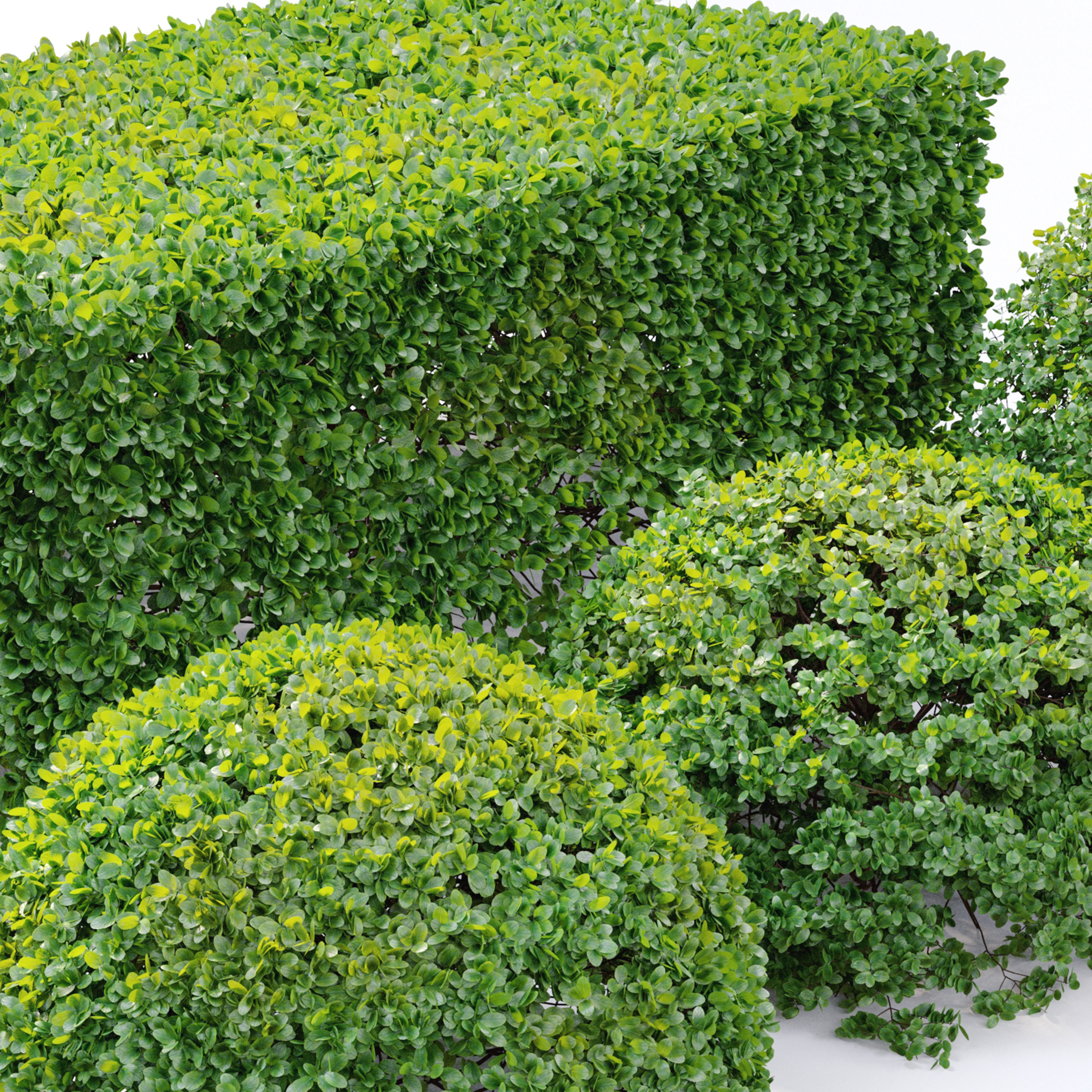 Buxus bush 3D model_5