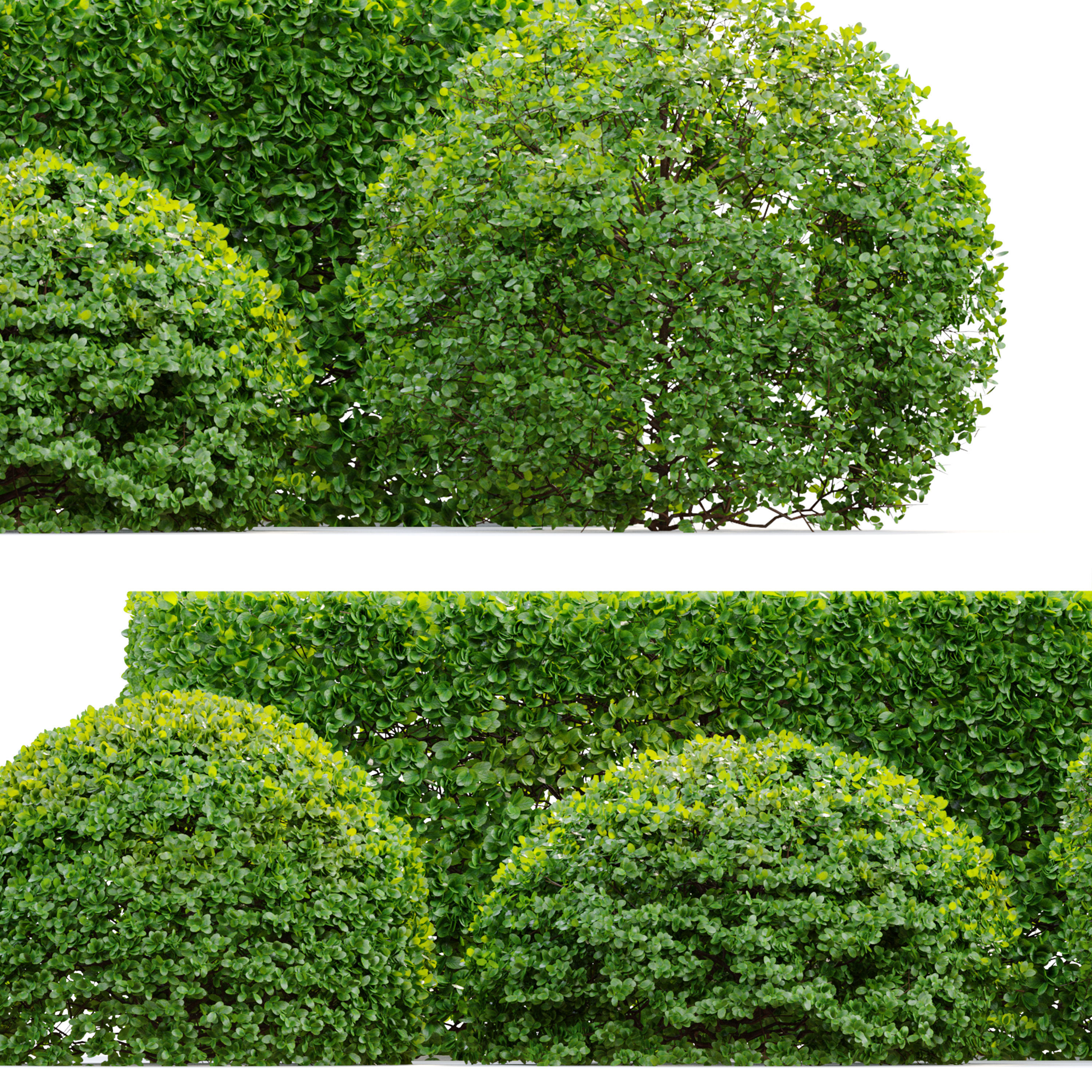 Buxus bush 3D model_4