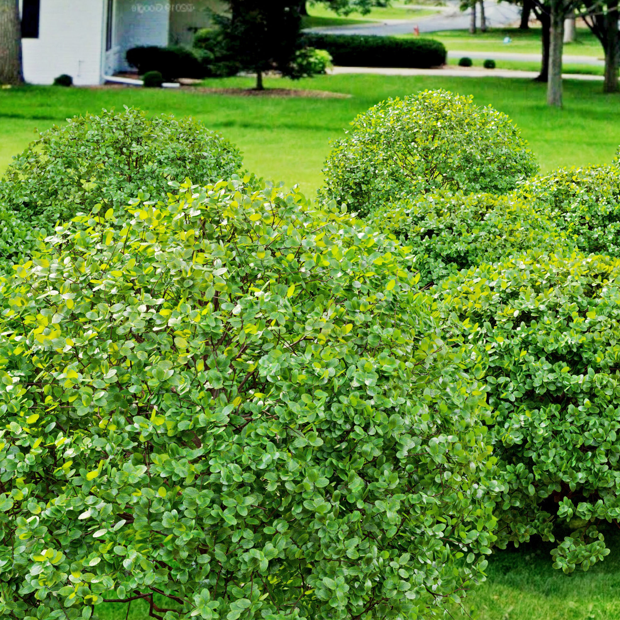 Buxus bush 3D model_2