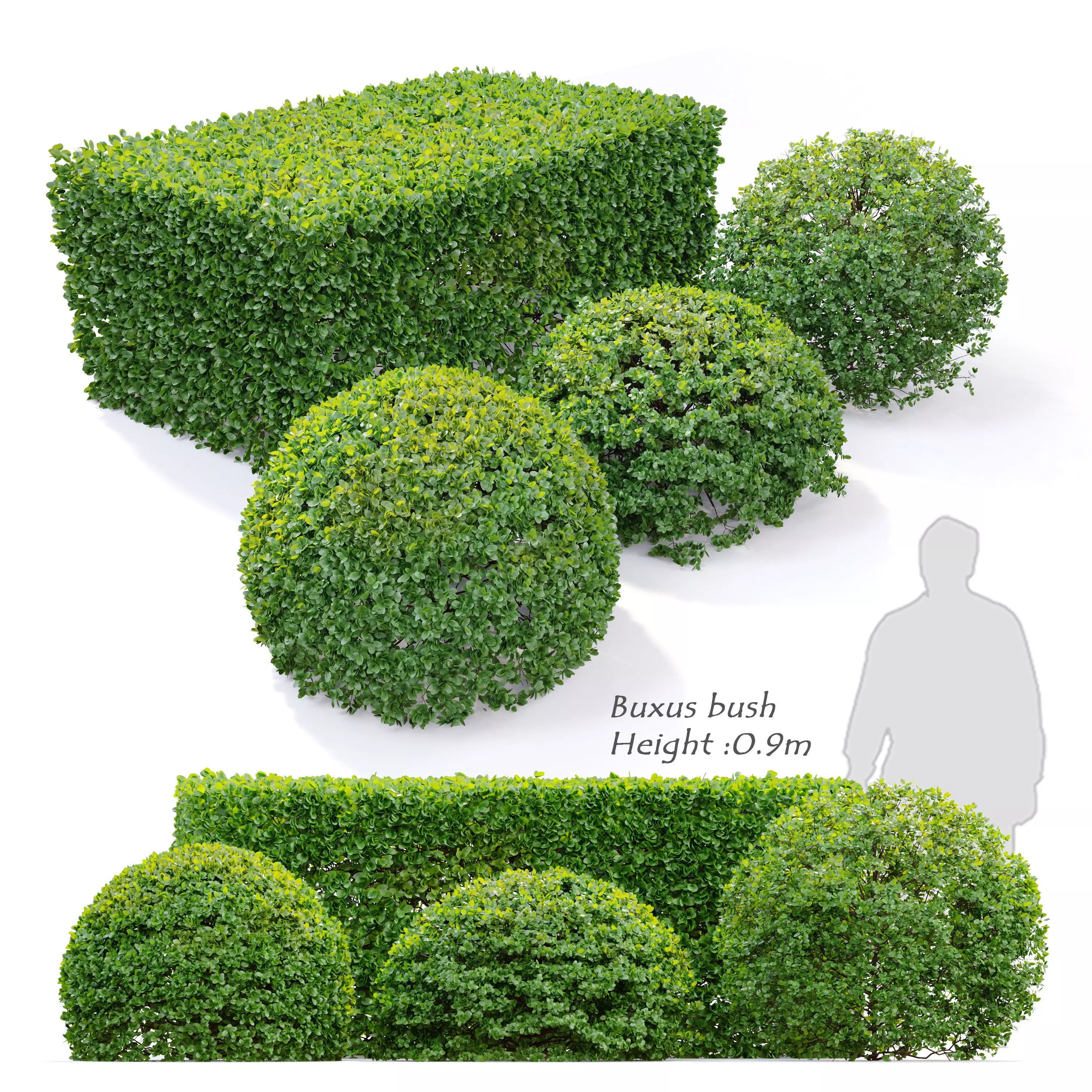 Buxus bush 3D model_0