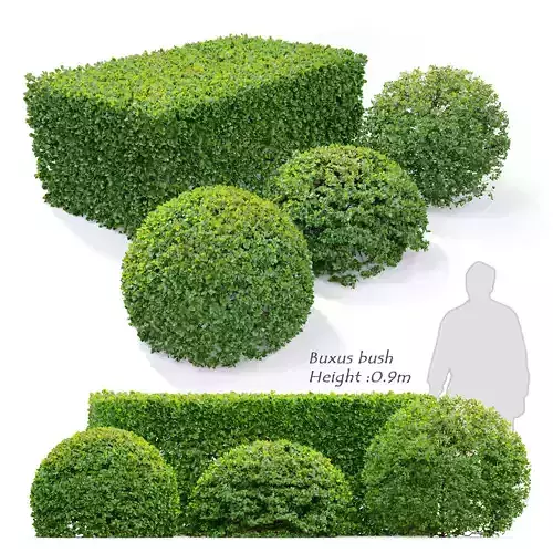 Buxus bush 3D model