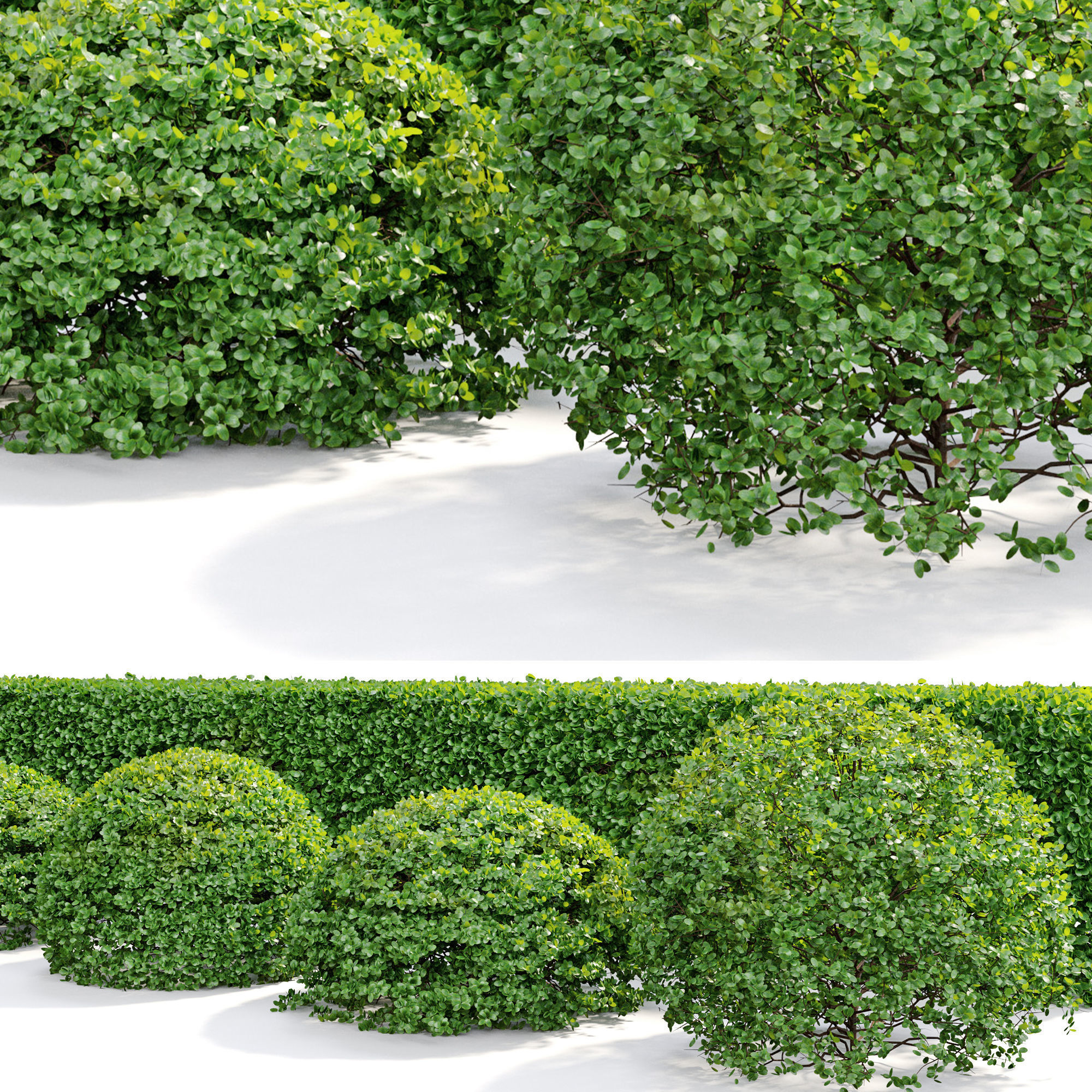 Buxus bush 3D model_3