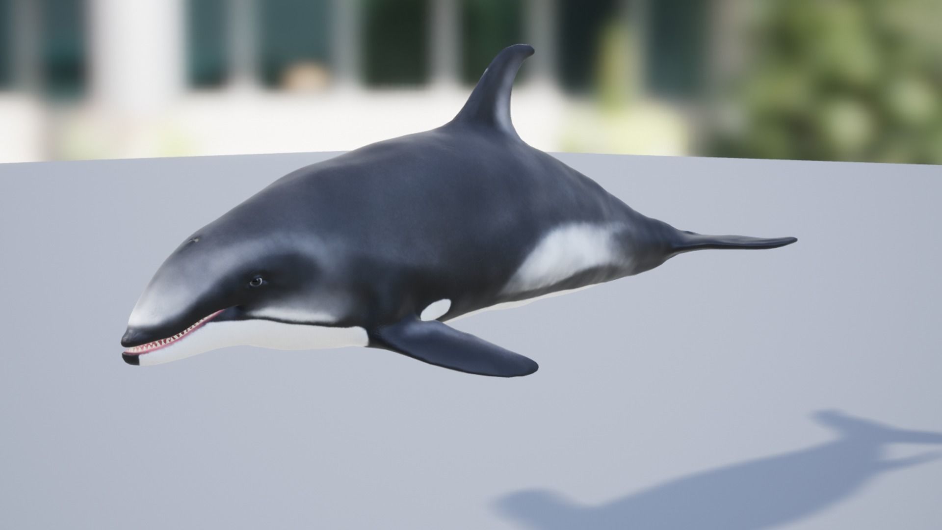 White-sided dolphin Low-poly 3D model_8