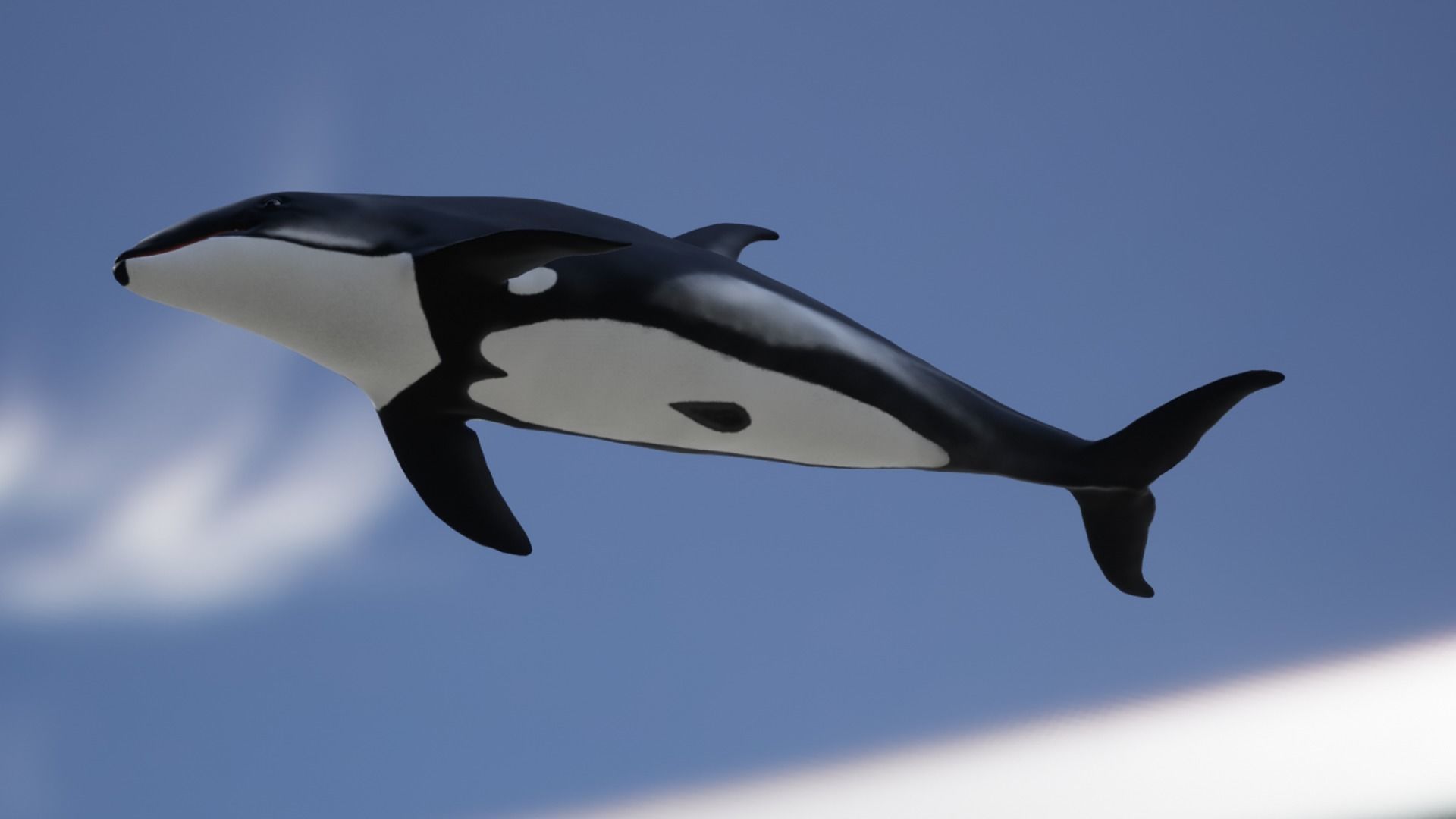 White-sided dolphin Low-poly 3D model_11