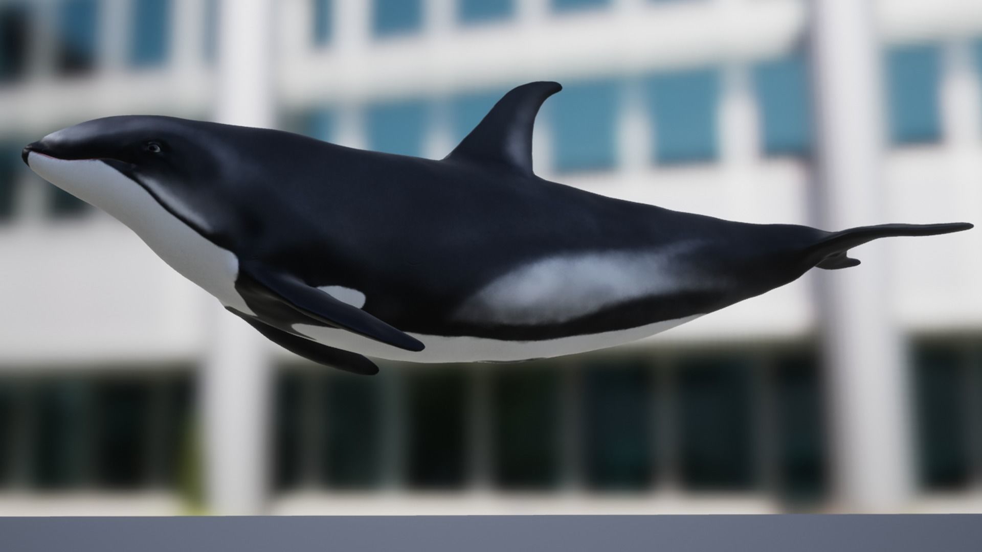 White-sided dolphin Low-poly 3D model_13