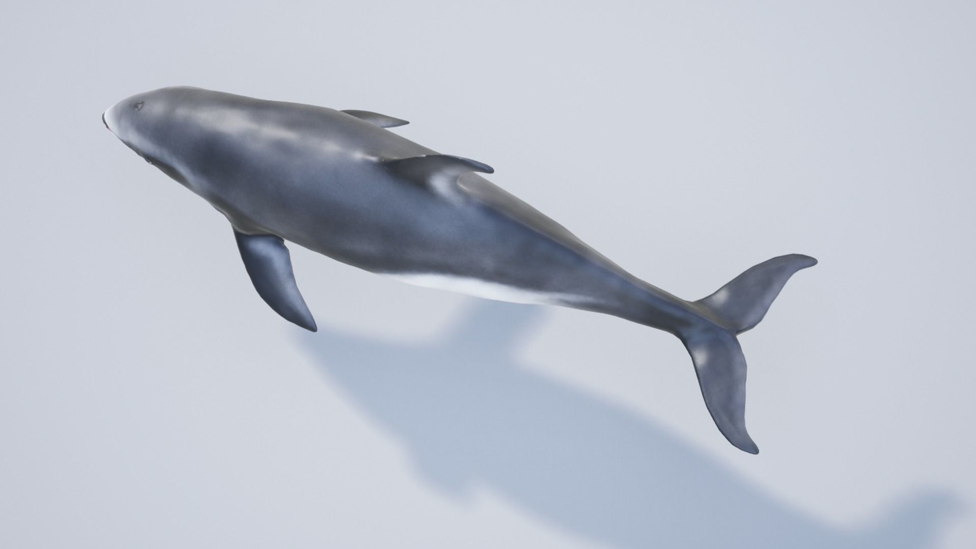 White-sided dolphin Low-poly 3D model_10