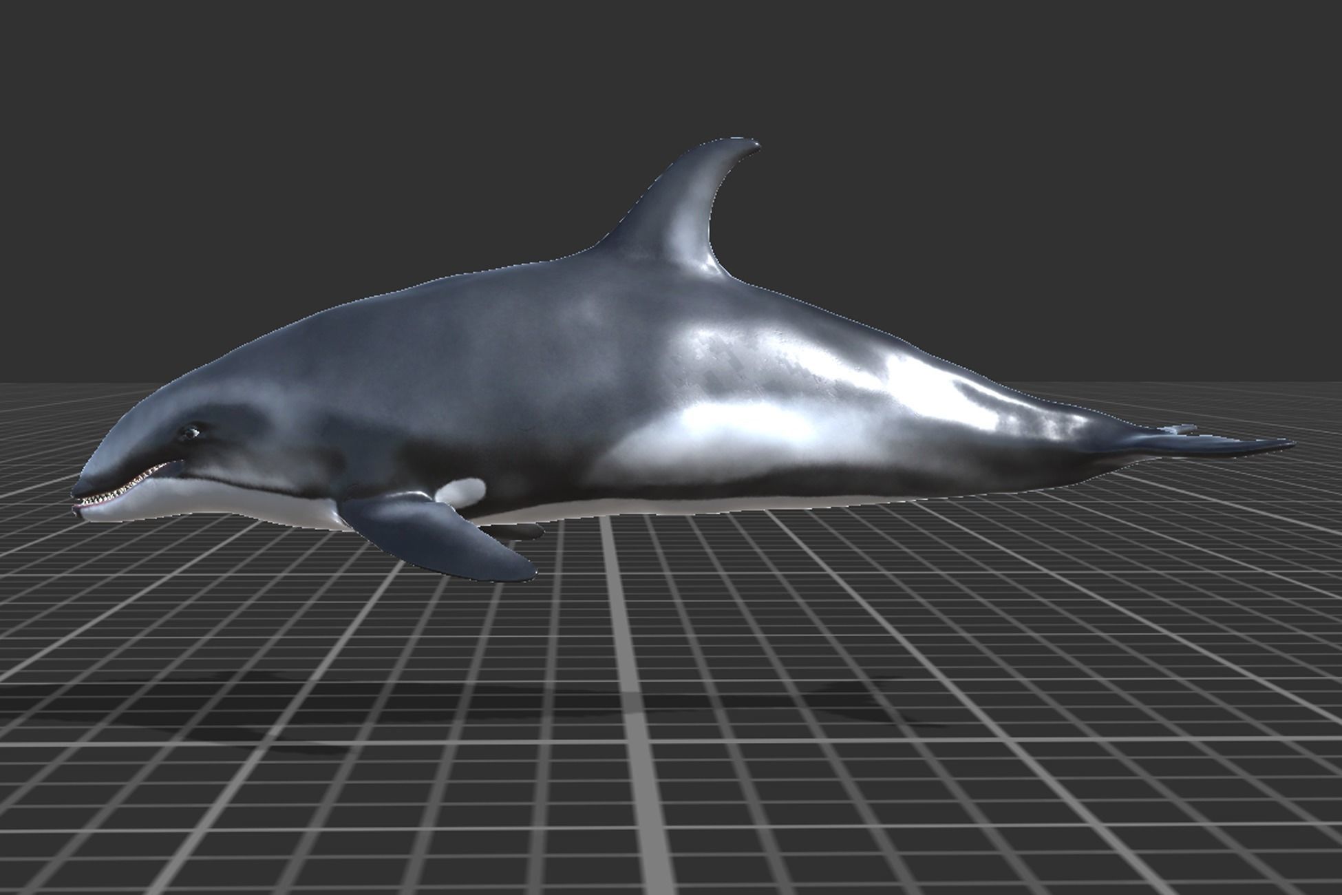 White-sided dolphin Low-poly 3D model_2