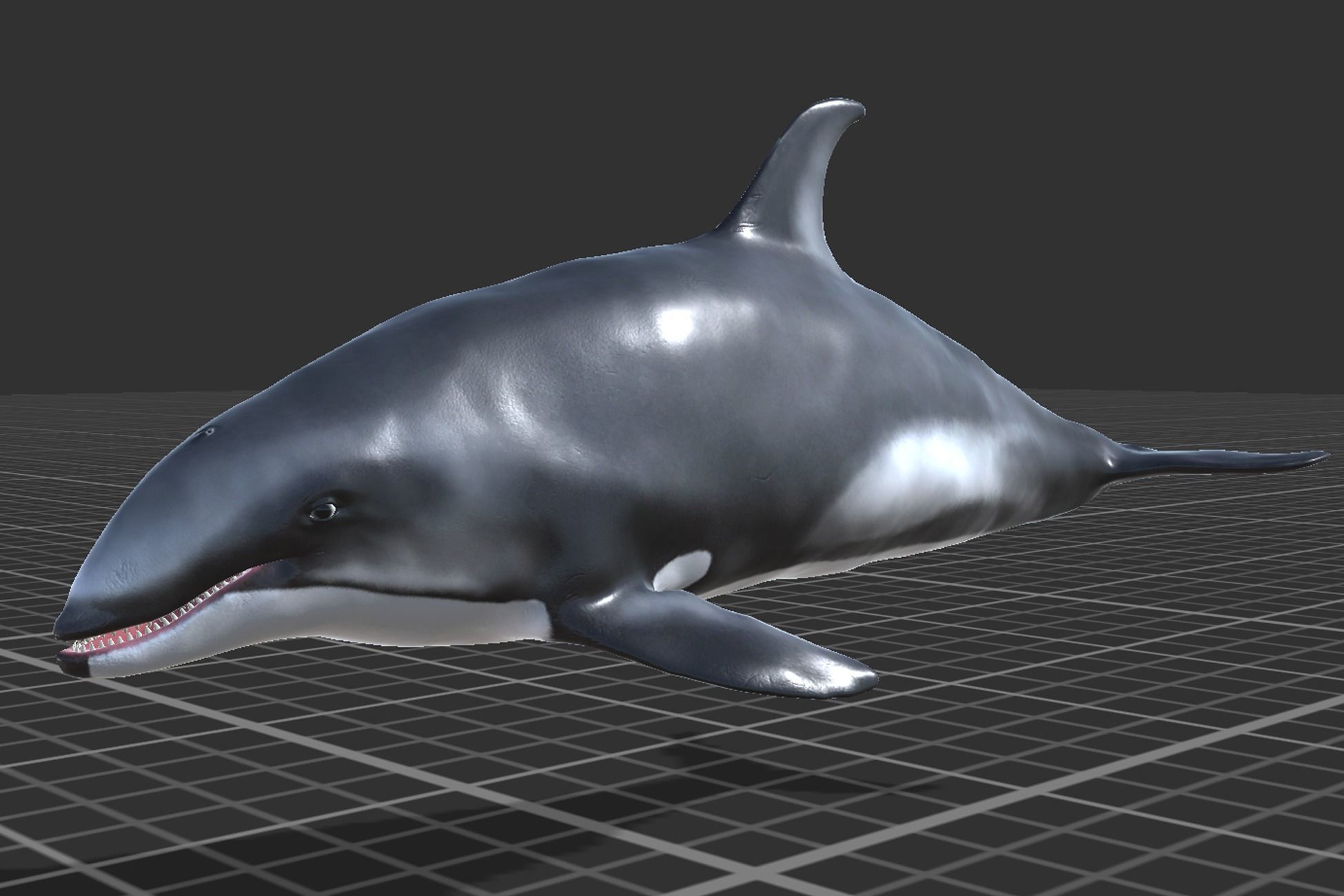 White-sided dolphin Low-poly 3D model_3