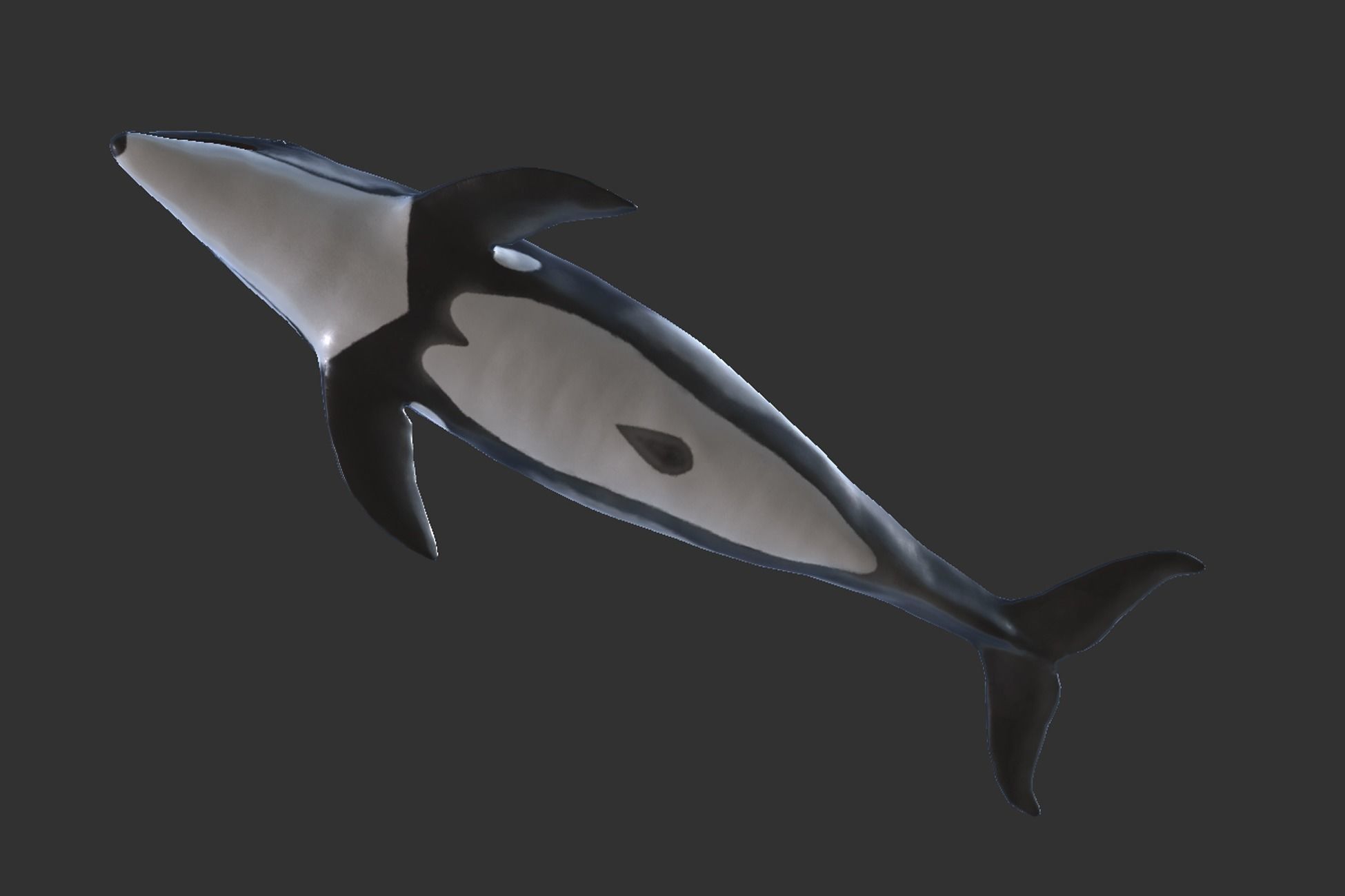 White-sided dolphin Low-poly 3D model_5