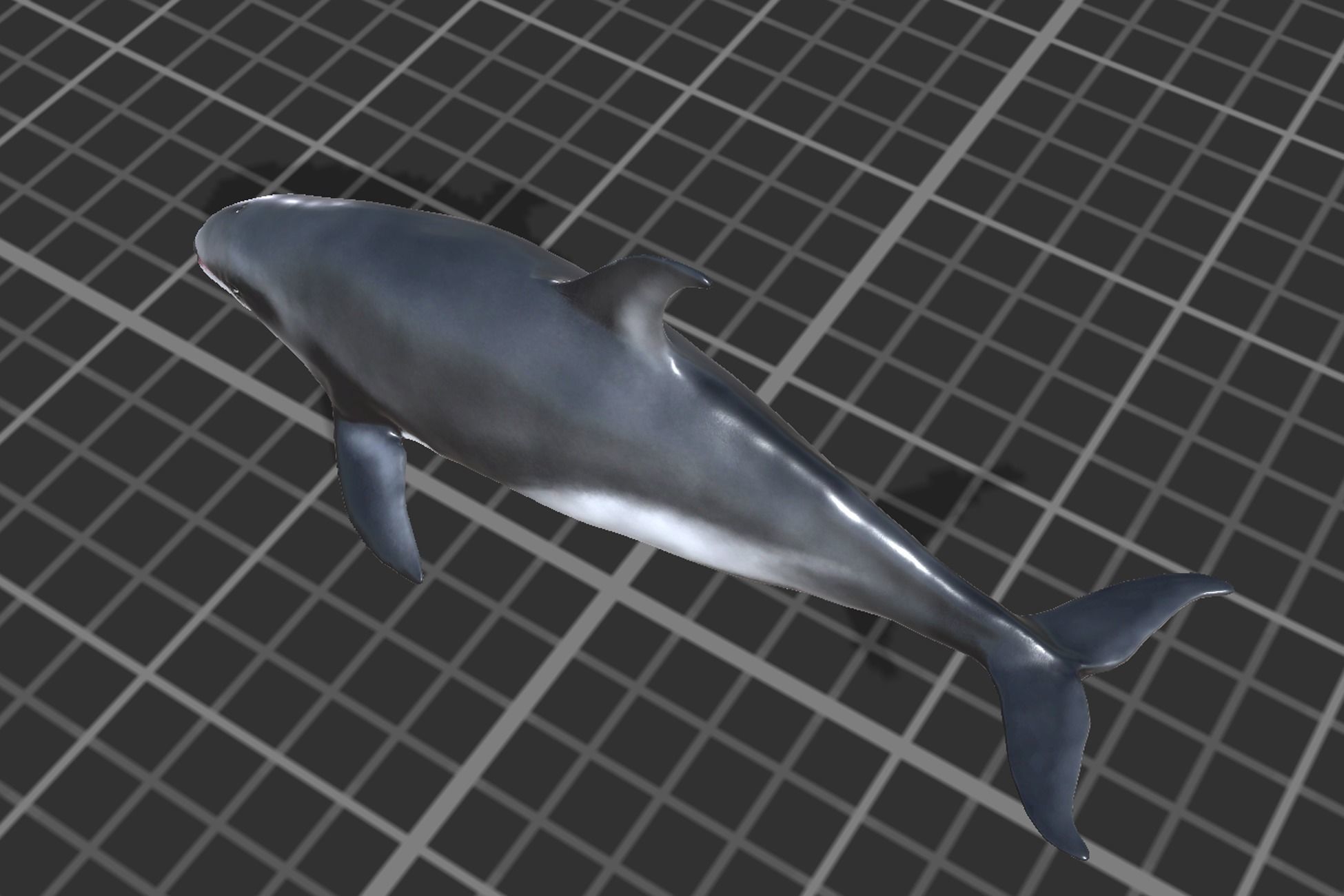 White-sided dolphin Low-poly 3D model_4