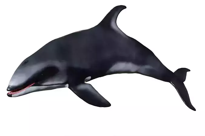 White-sided dolphin