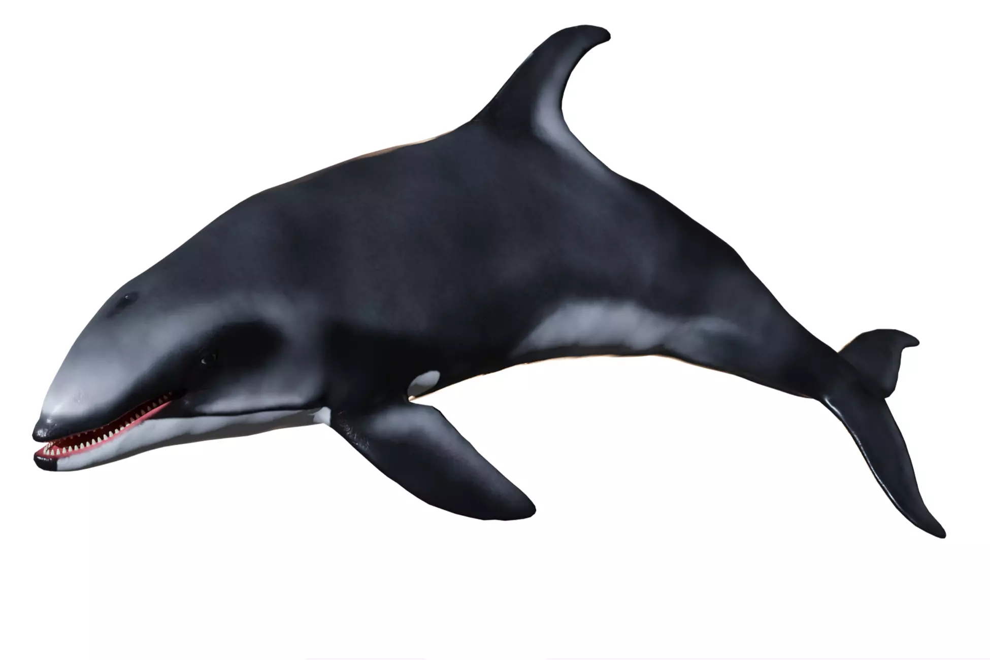 White-sided dolphin Low-poly 3D model_0