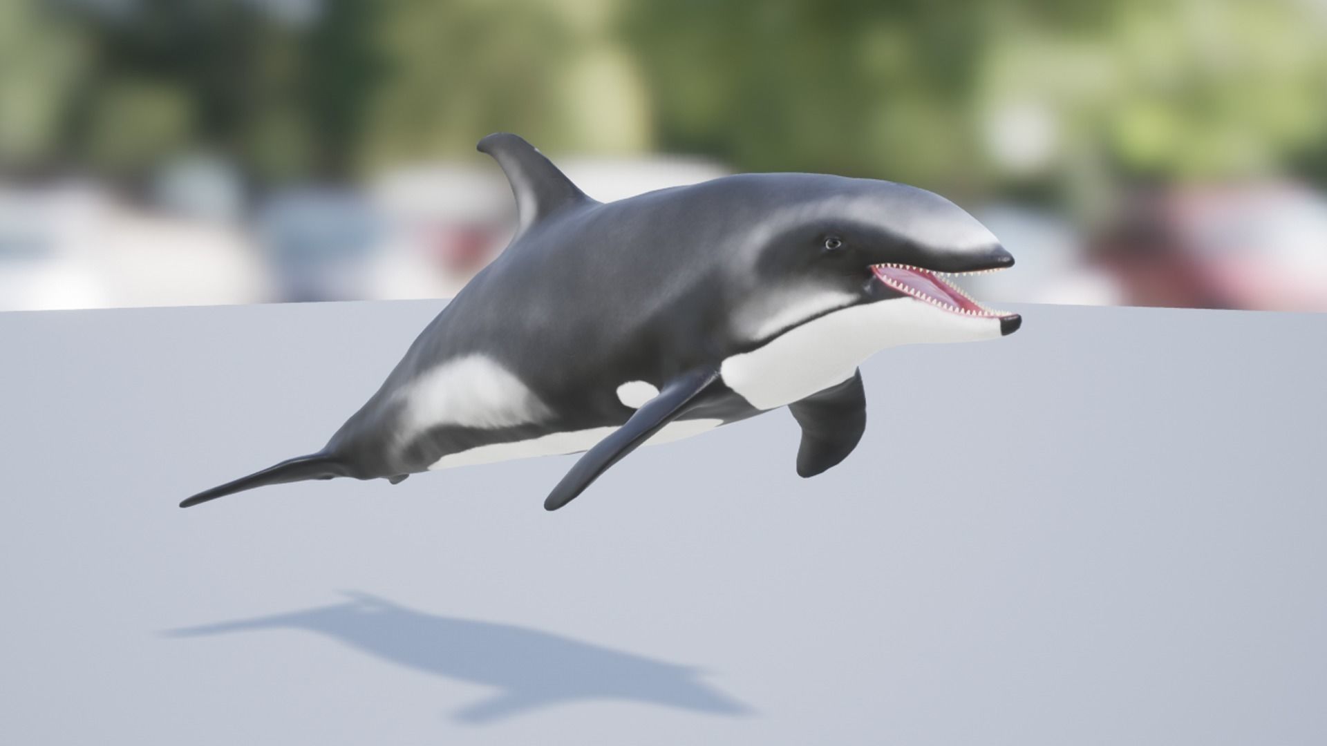 White-sided dolphin Low-poly 3D model_12
