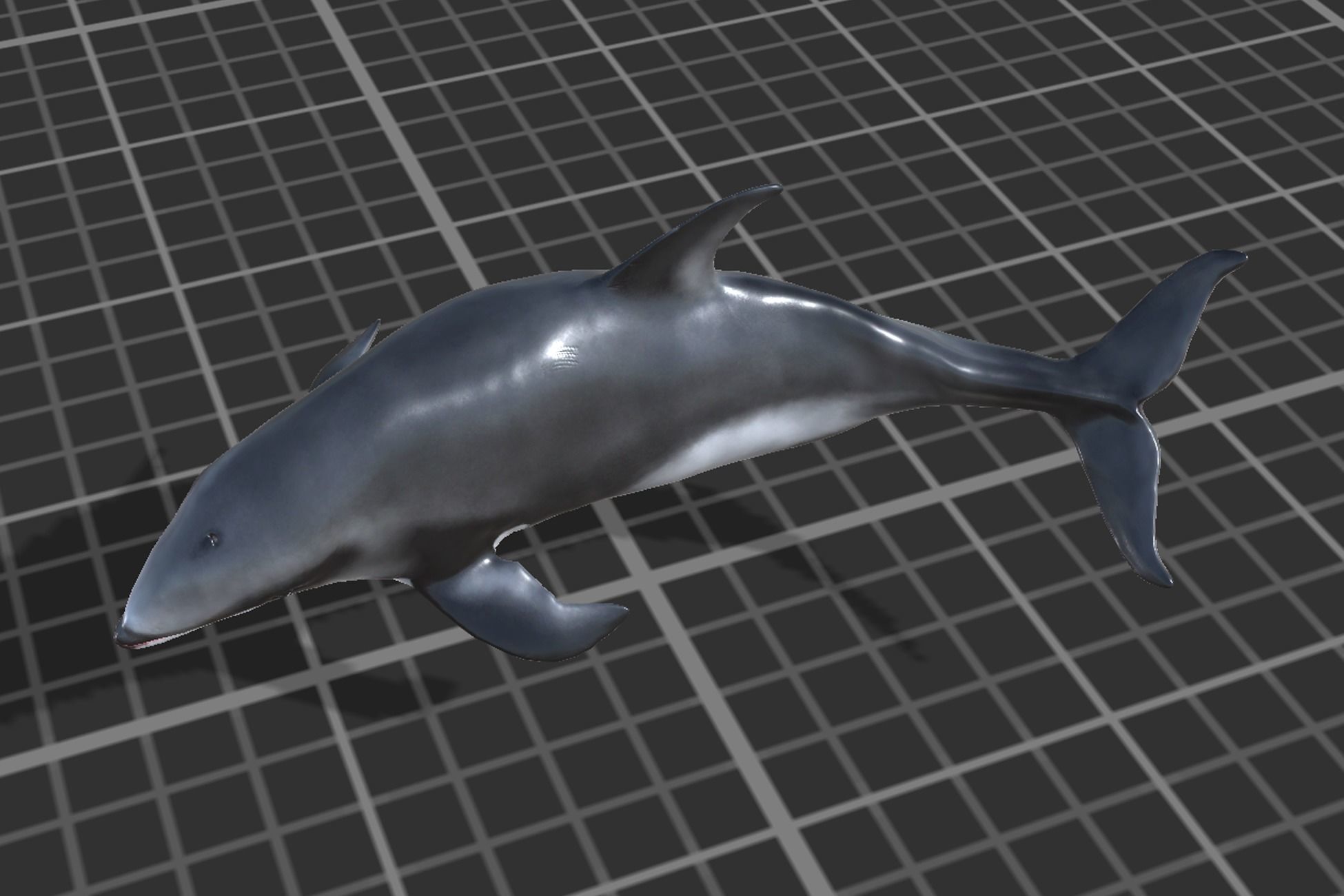 White-sided dolphin Low-poly 3D model_9
