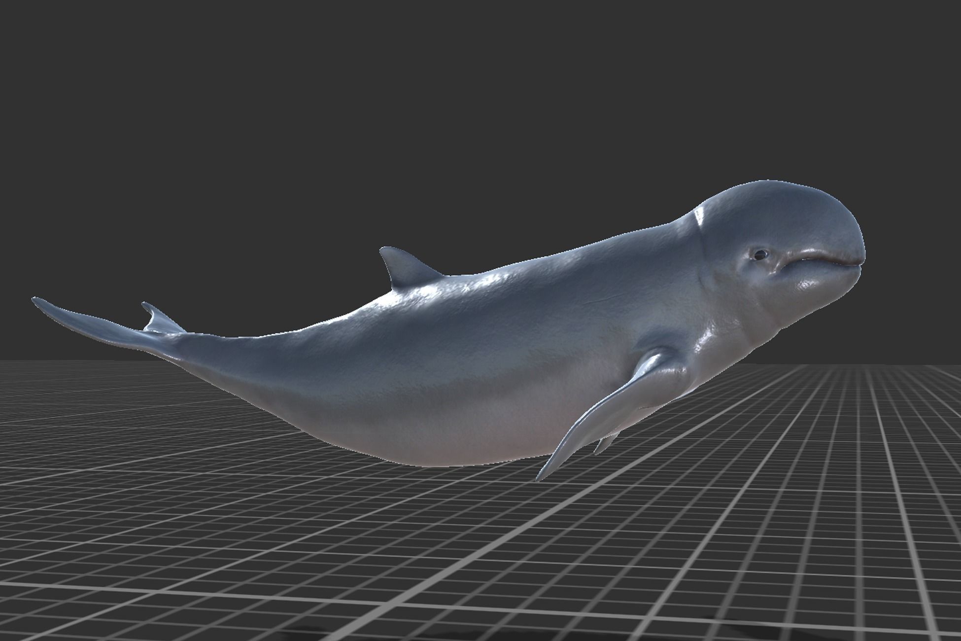 Irawaddy Dolphin Low-poly 3D model_7