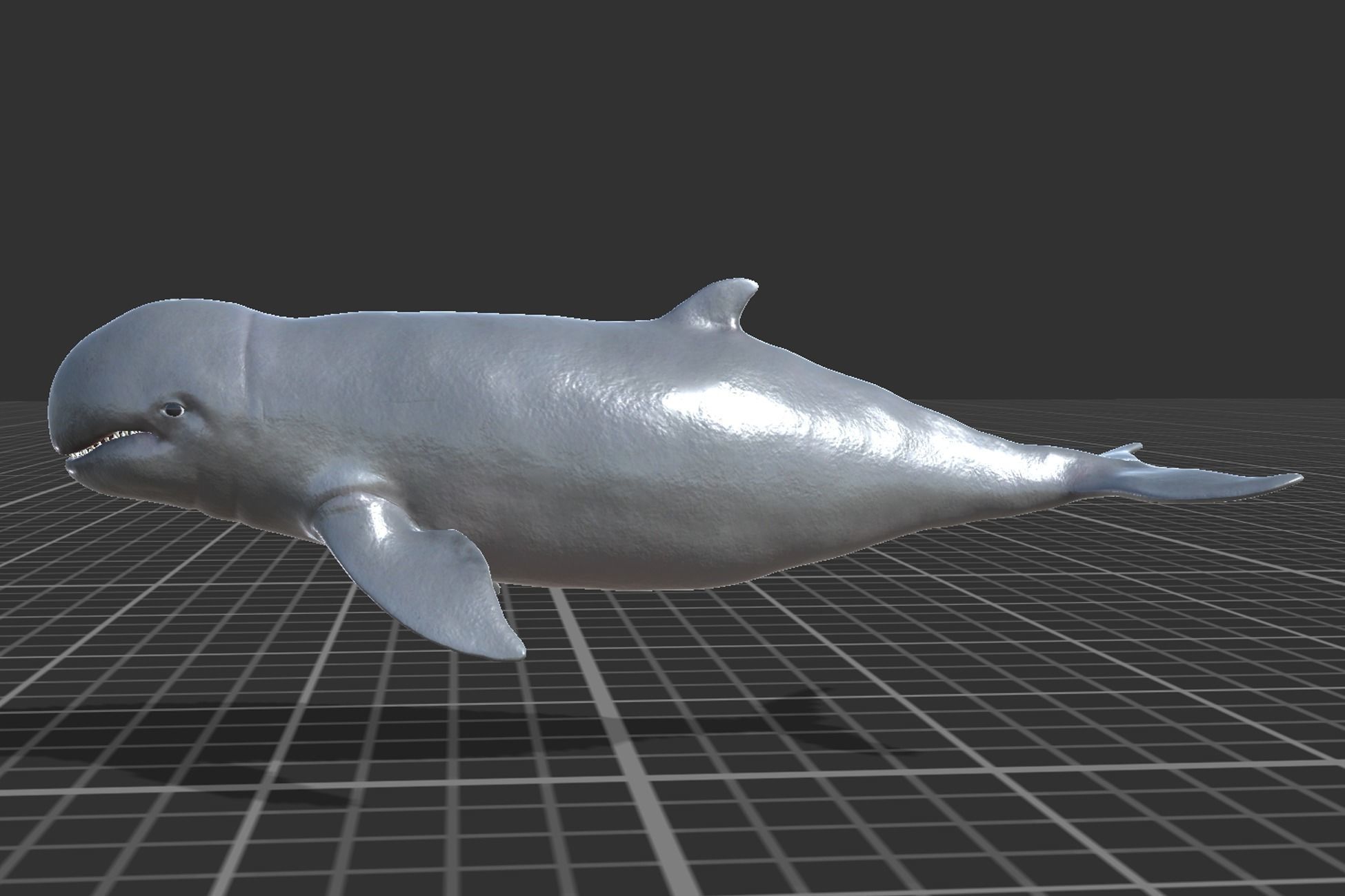 Irawaddy Dolphin Low-poly 3D model_2