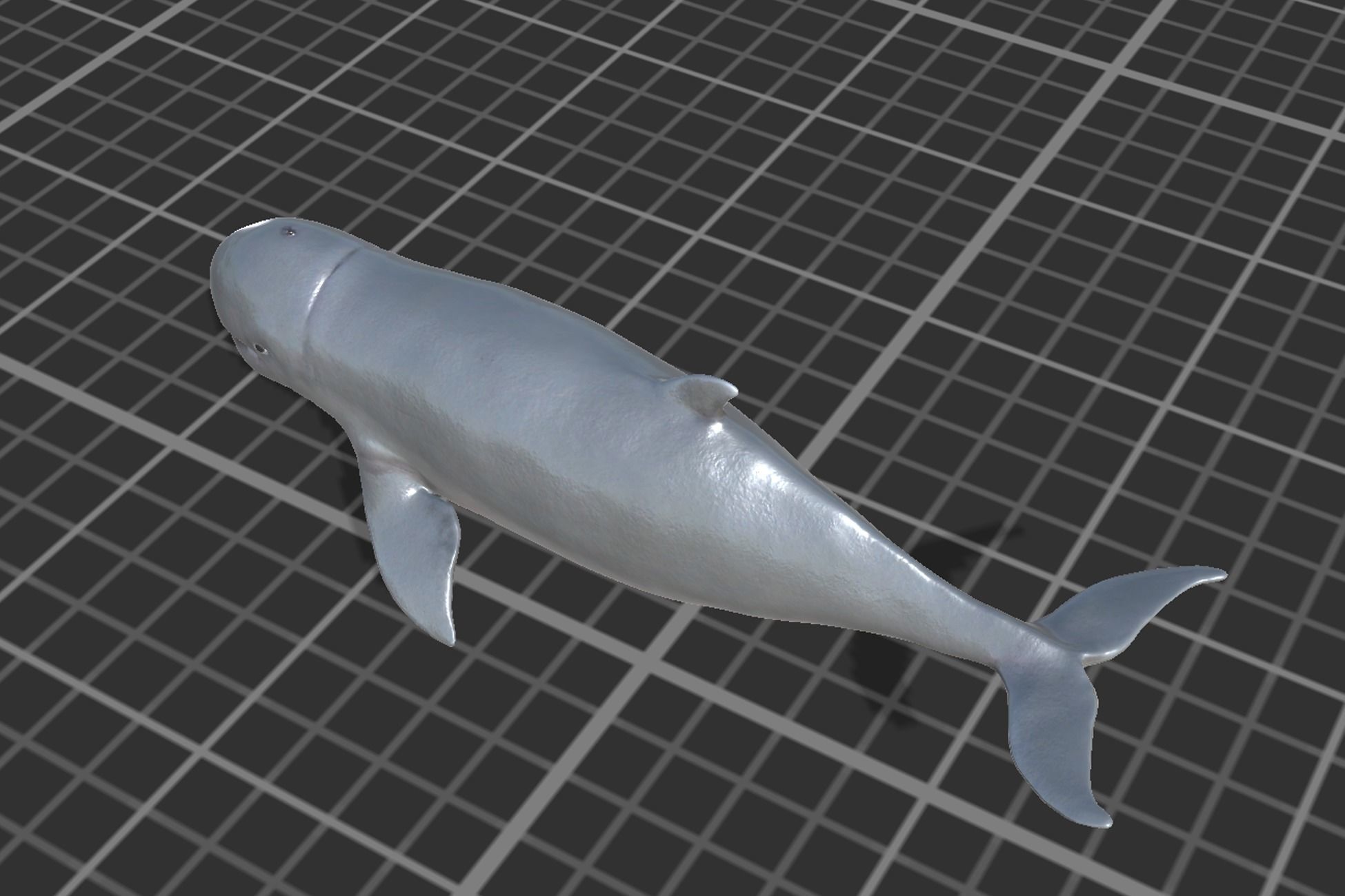 Irawaddy Dolphin Low-poly 3D model_4