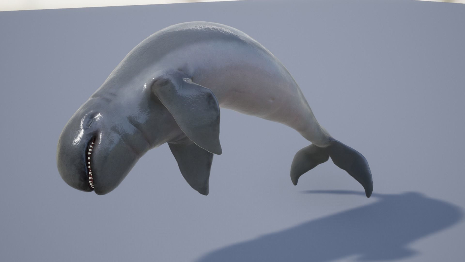 Irawaddy Dolphin Low-poly 3D model_13