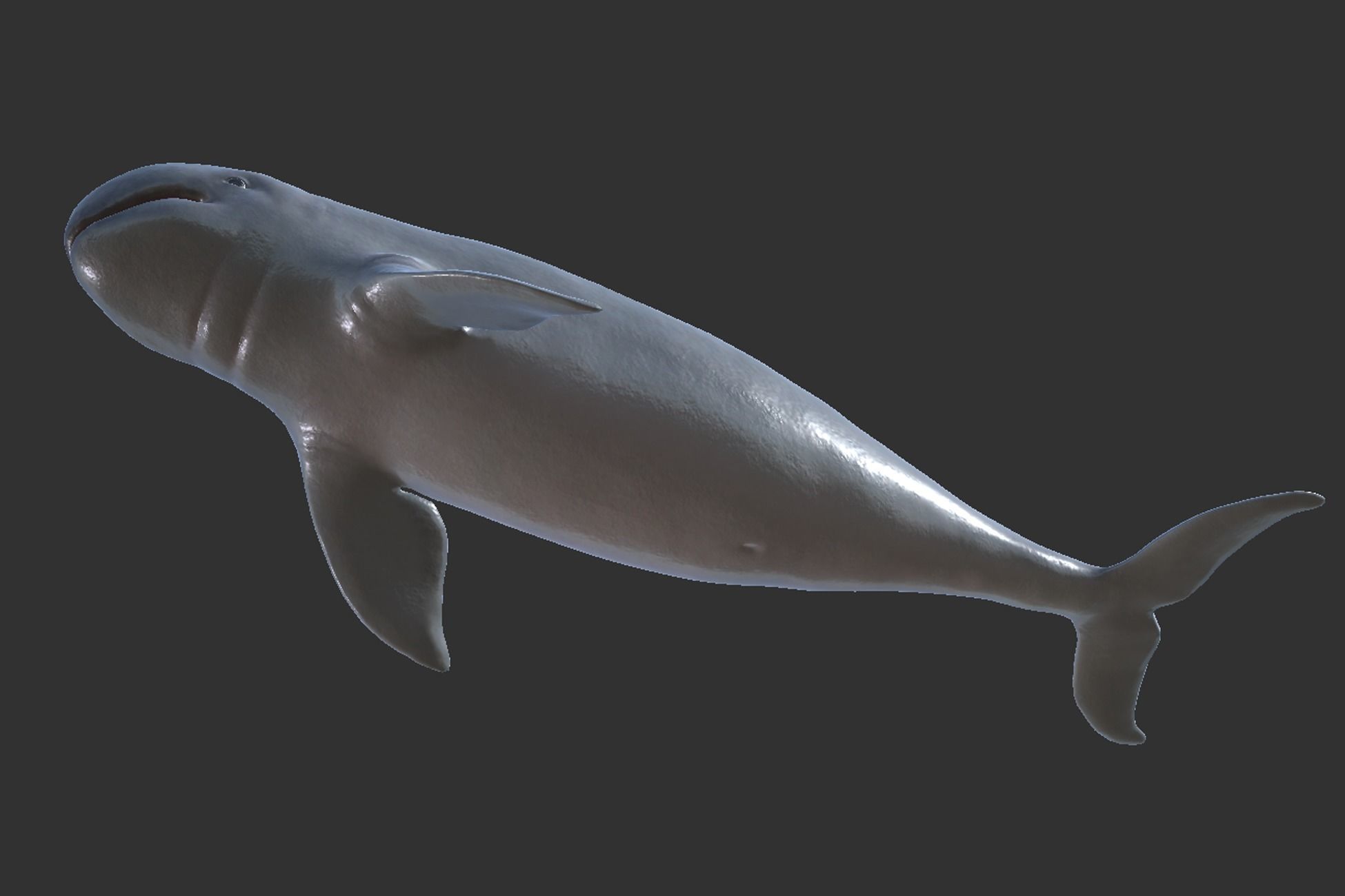 Irawaddy Dolphin Low-poly 3D model_5