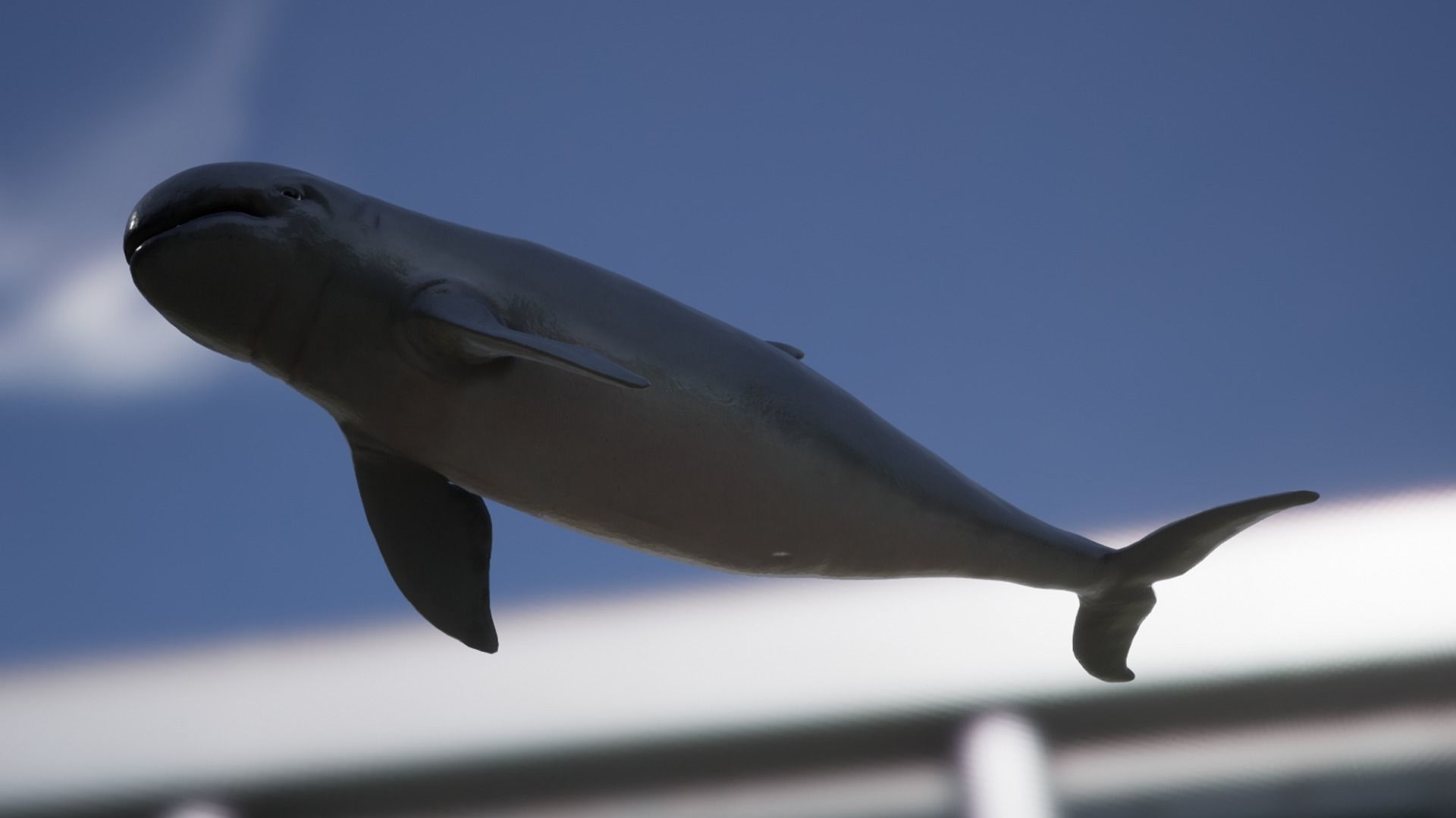 Irawaddy Dolphin Low-poly 3D model_11