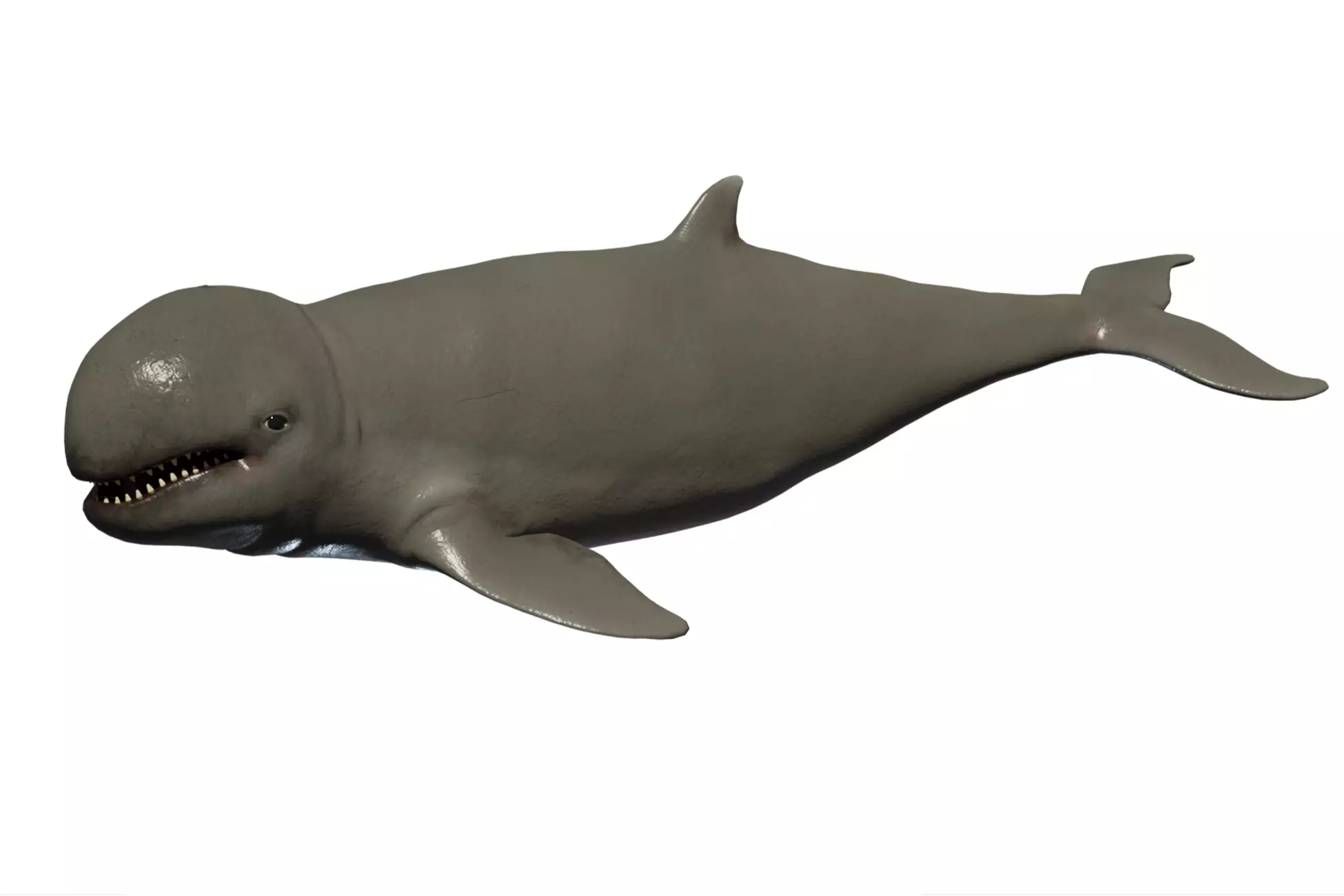 Irawaddy Dolphin Low-poly 3D model_0
