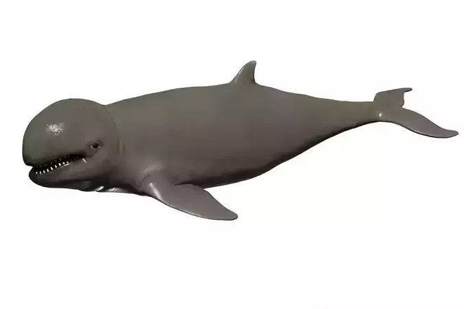 Irawaddy Dolphin Low-poly 3D model