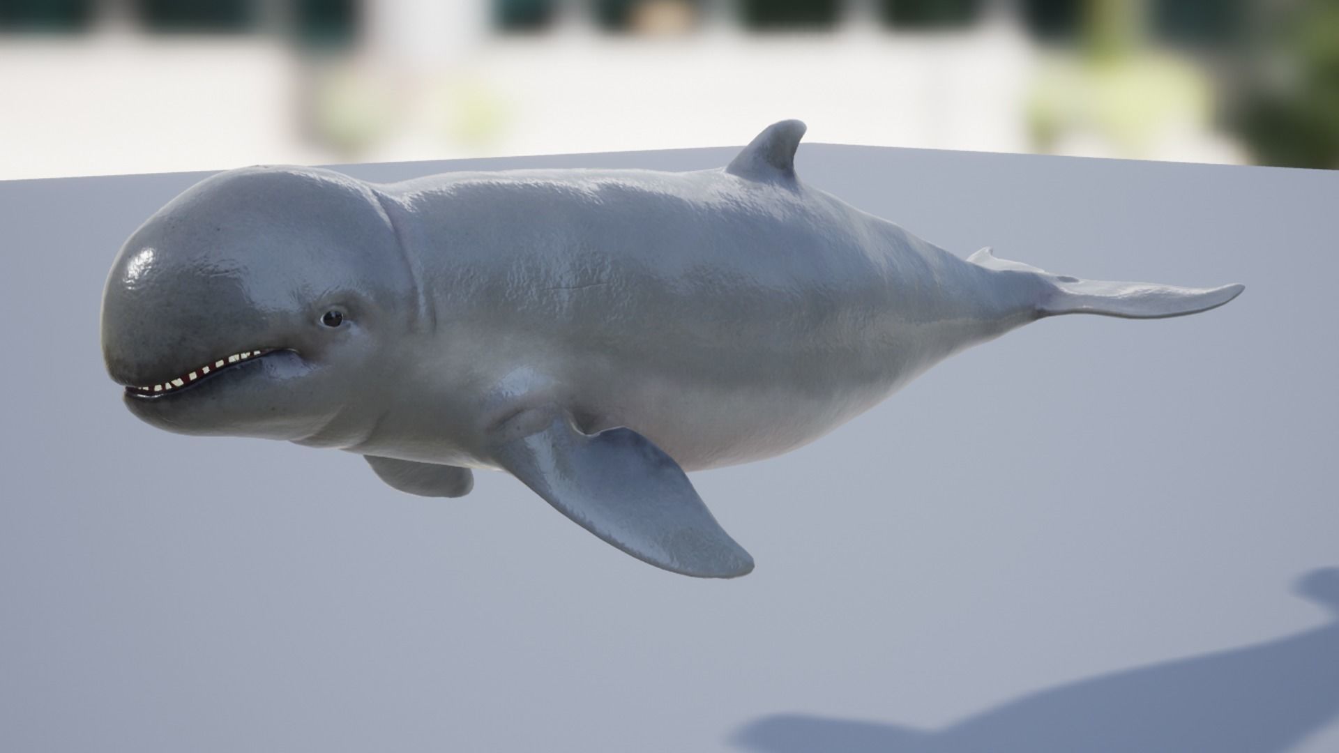 Irawaddy Dolphin Low-poly 3D model_8