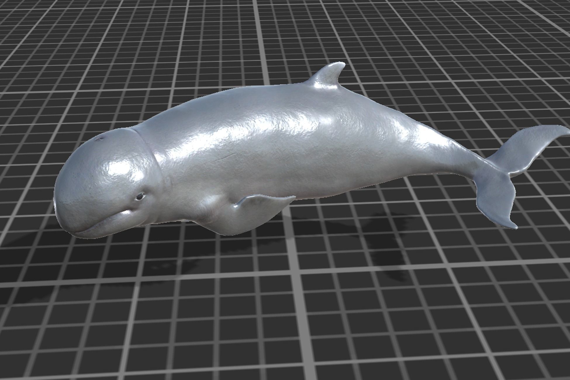 Irawaddy Dolphin Low-poly 3D model_9